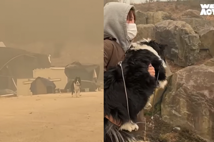 지난 23일 경북 산청의 산불 피해 현장에서 목줄에 묶여 있는 개가 발견됐다. 위액트 인스타그램