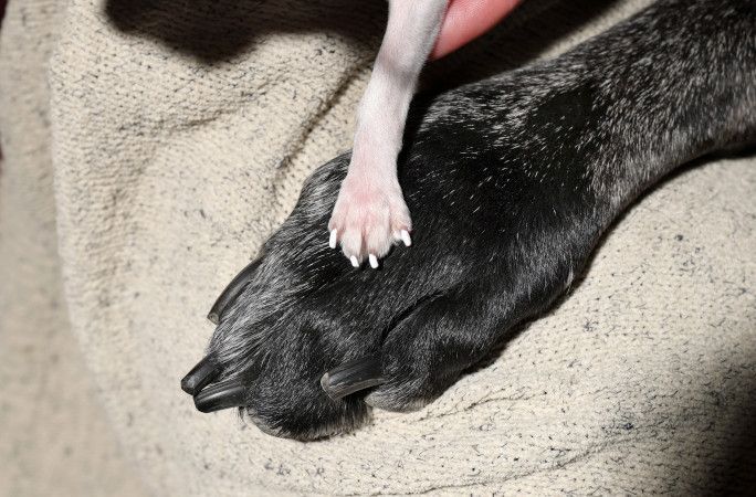 세계에서 가장 큰 개 레지널드와 가장 작은 개 펄.기네스 세계 기록