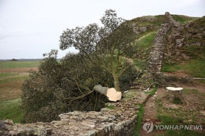 2023년 9월 시카모어 갭 나무가 절단돼 하드리아누스 방벽 위로 넘어간 모습 연합뉴스