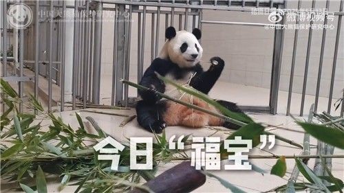 또 <b>건강이상설</b> 제기된 <b>푸바오</b>…중국 판다센터 "검사 결과 이상 없어"