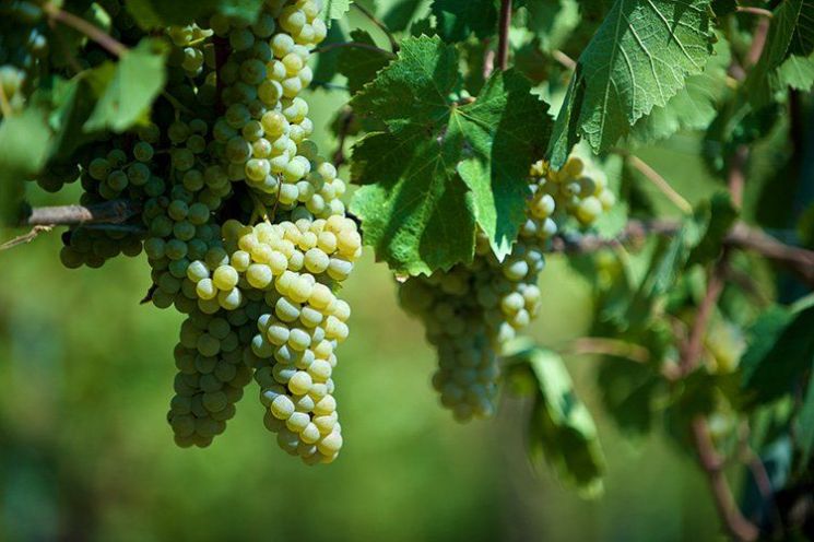 Ʈκ󸣵 ǥ û ǰ 'ǾƳ(Fiano)'.