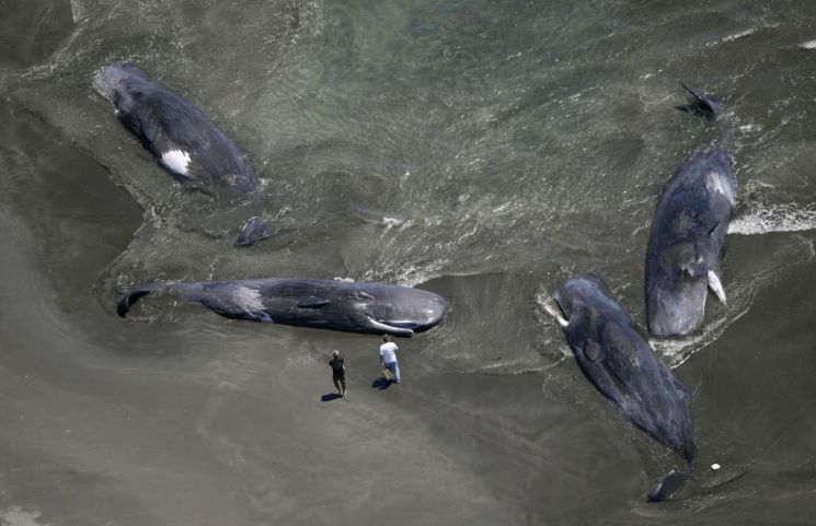 Four whales are washed up on a beach in Tateyama, Chiba Prefecture, Japan, on the 30th. Yonhap News