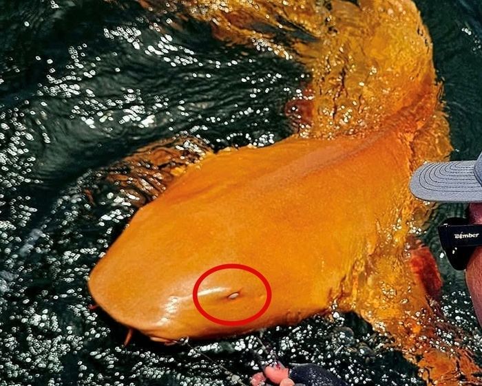 코스타리카 앞바다에서 희귀한 주황색 상어가 잡혀 전 세계 해양학자들과 누리꾼들의 관심이 집중되고 있다. PARISMINADOMUSDEI 페이스북