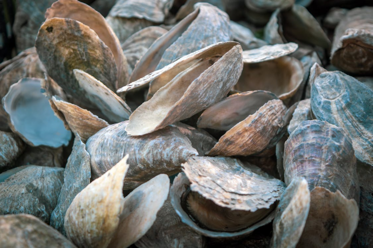 記事理解を助けるための資料写真. ペックセルス