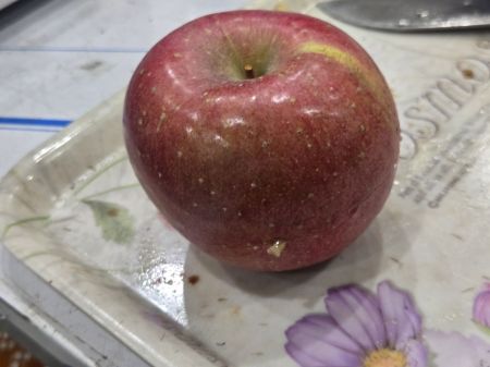 지난 2일 오후 선별기를 통해 찾아낸 속이 썩은 사과.주상돈 기자