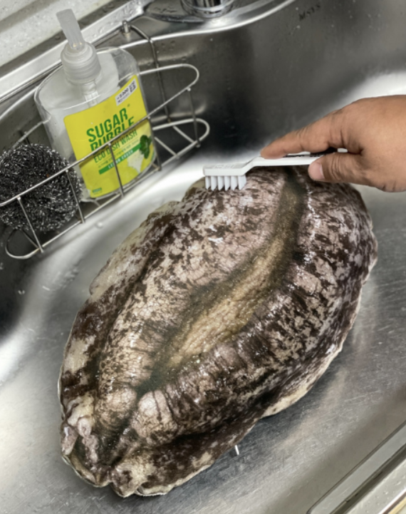 고향사랑기부제를 통해 전복 완도군에 기부할 경우 받을 수 있는 전복 쿠션 답례품. 고향사랑e음