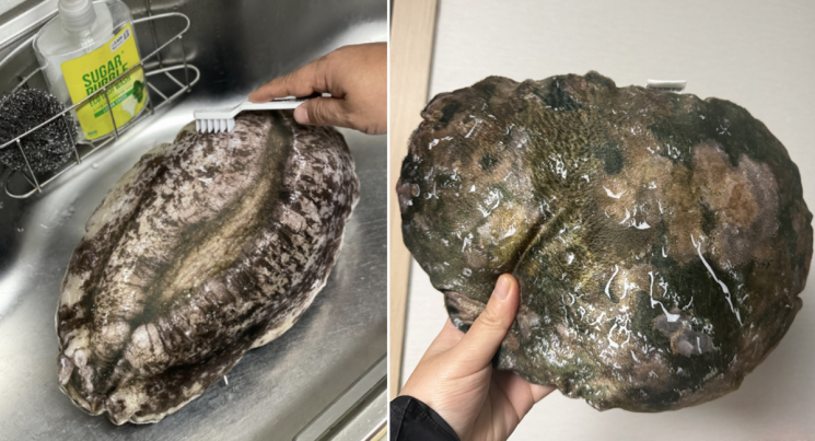 고향사랑기부제를 통해 전복 완도군에 기부할 경우 받을 수 있는 전복 쿠션 답례품. /고향사랑e음, 온라인 커뮤니티 캡처