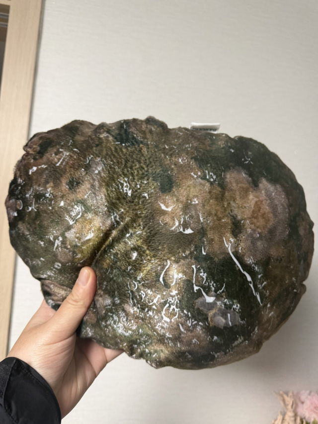 고향사랑기부제를 통해 전복 완도군에 기부할 경우 받을 수 있는 전복 쿠션 답례품. 온라인 커뮤니티 캡처