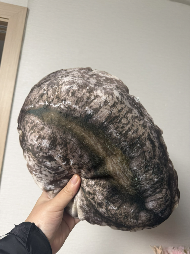 고향사랑기부제를 통해 전복 완도군에 기부할 경우 받을 수 있는 전복 쿠션 답례품. 온라인 커뮤니티 캡처