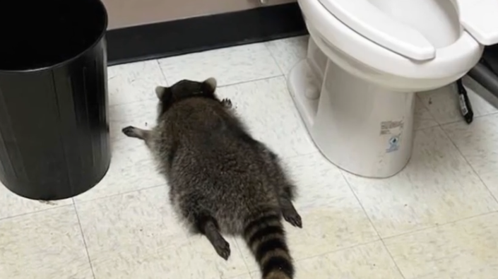 지난달 말 미국의 한 주류 판매점에서 만취한 라쿤이 발견됐다.하노버 카운티 동물보호소 SNS