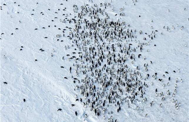 쿨먼섬 황제펭귄 번식지와 굶어 죽은 것으로 추정되는 새끼 펭귄들.극지연구소 제공