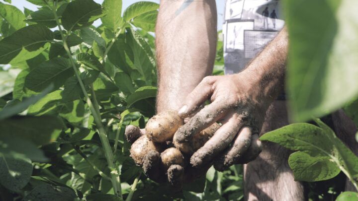 수확 중인 누아르무티에 보노트 감자. 누아르무티에 농부 협동조합