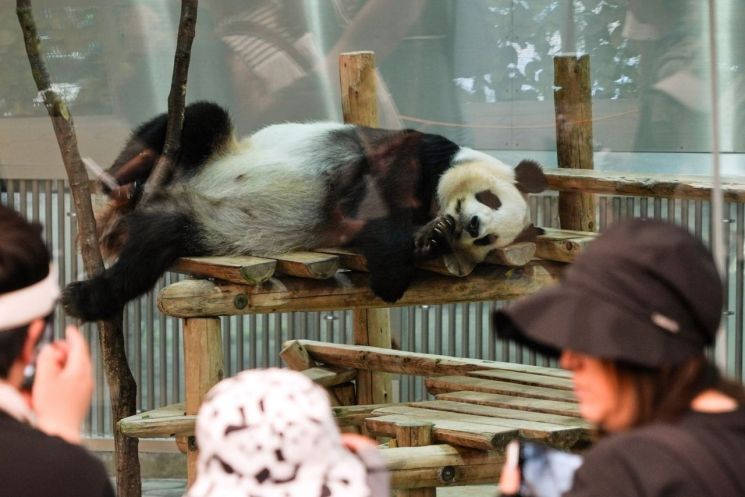 일본 동물원에 거주하고 있는 자이언트판다.기사 이해를 돕기 위한 사진으로 내용과는 무관.AP연합뉴스.