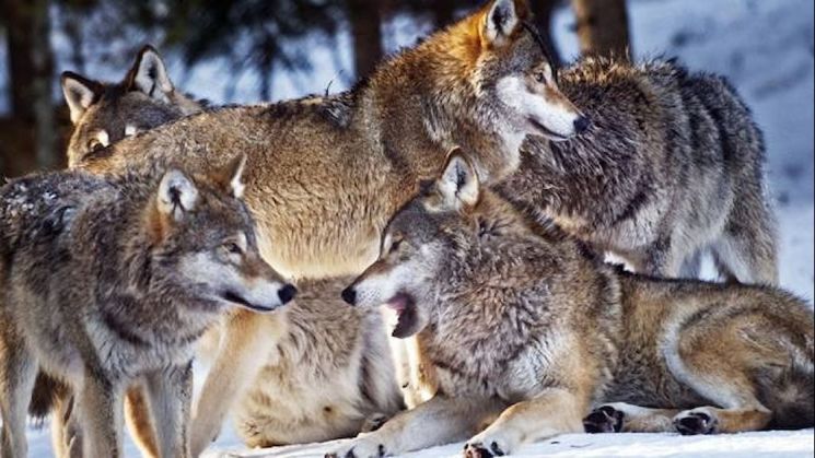 러시아 시베리아 일대 살고 있는 유라시아 늑대 모습.유튜브 캡쳐