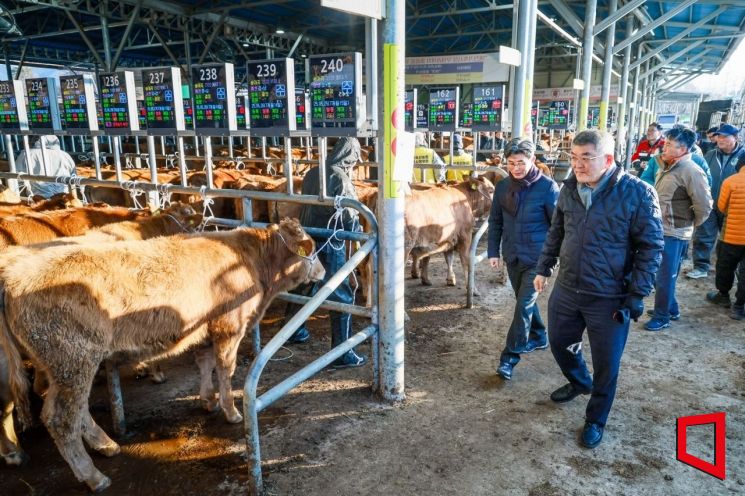 김학동 예천군수가 예천가축경매시장 찾았다. 경매로 축산 농가 활력에 박차