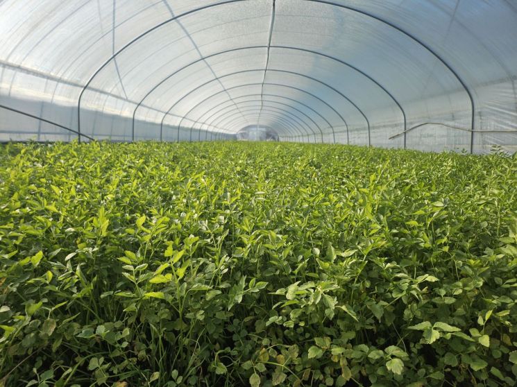 대구시 동구 미대동 한 미나리 농가에서 미나리 출하를 앞두고 있다.