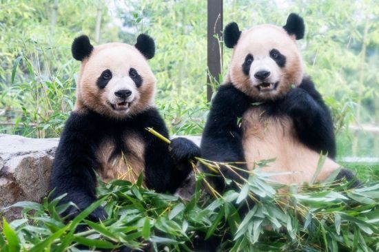 경기도 용인 에버랜드 '판다 세컨하우스'에서 독립생활을 이어가고 있는 루이바오와 후이바오의 모습.연합뉴스