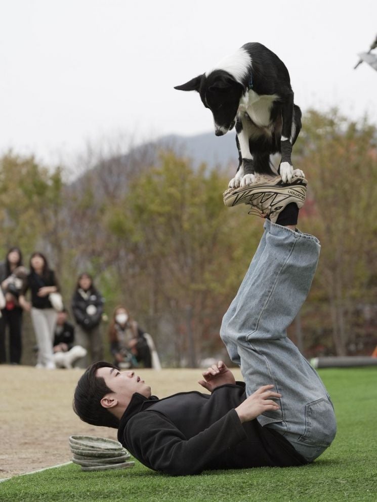 '생활양식' 된 반려동물…이웃 '3명 중 1명' 반려동물 키워