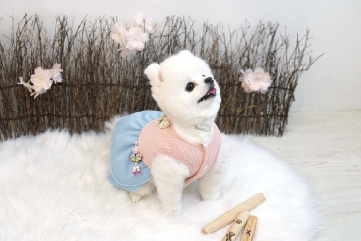 "조상님은 어차피 못 드시잖아" 차례상 보다 비싸다…없어서 못 판다는 강아지 한복