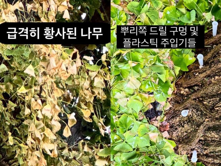 환기미술관 인근 수령 100년이 넘은 은행나무의 상태. 서울환경연합