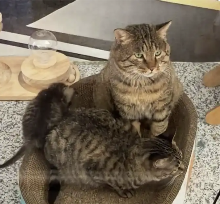 "공항에서 일해요" 스타 된 고양이 가족…알고 보니 '쥐잡기 전담반'