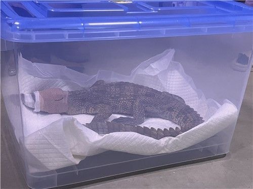 "일광욕 시키던 중 사라졌다"…<b>여주 샴악어</b> 주인 30대 입건