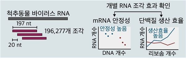 바이러스 생존전략서 <b>mRNA</b> 치료제 해법 찾았다…<b>수명 3배</b> 연장[과학을읽...