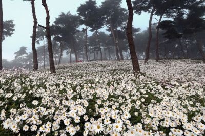 흰 구절초 물결 속 '가을 쉼표'…<b>정읍 구절초축제</b>, 10월 8일 개막