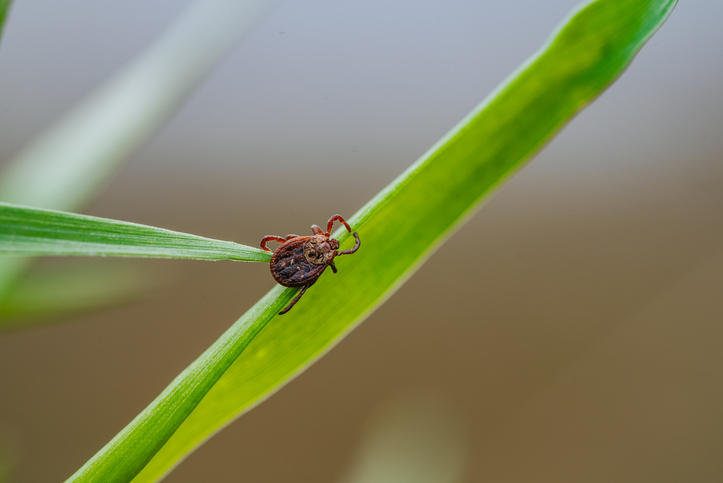 중국 동부의 한 농촌 지역에서 장례 풍습을 따르던 남성이 진드기 매개 바이러스에 감염됐다.사진=게티이미지뱅크