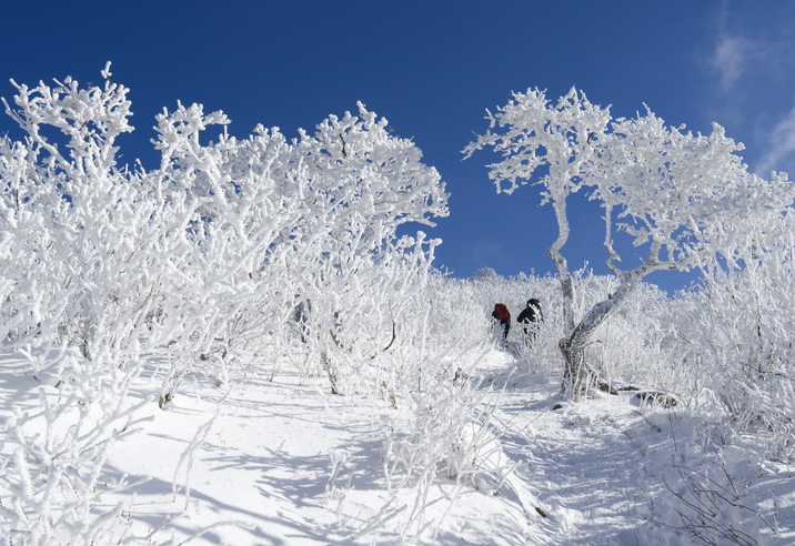 겨울 산행의 참맛은 눈꽃 비경을 구경하는 데 있다고 말하는 사람이 적지 않다.대관령 한라산 덕유산 등의 '겨울 눈꽃'은 2월초까지 절정을 이룬다.맹추위 속에서 몸을 떠는 것 자체가 에너지를 태우는 다이어트의 일종