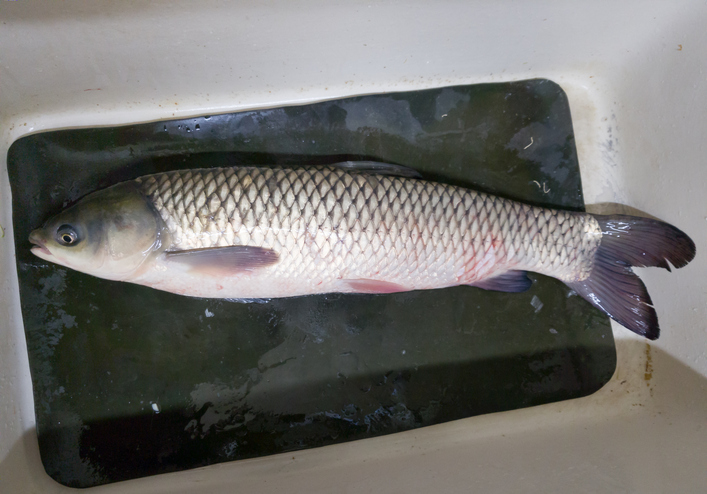 두통을 낫게 한다는 민간요법을 믿고 생선의 쓸개를 생으로 삼킨 50대 중국 여성이 급성 간부전으로 중환자실에 입원하는 사고가 발생했다.사진=게티이미지뱅크