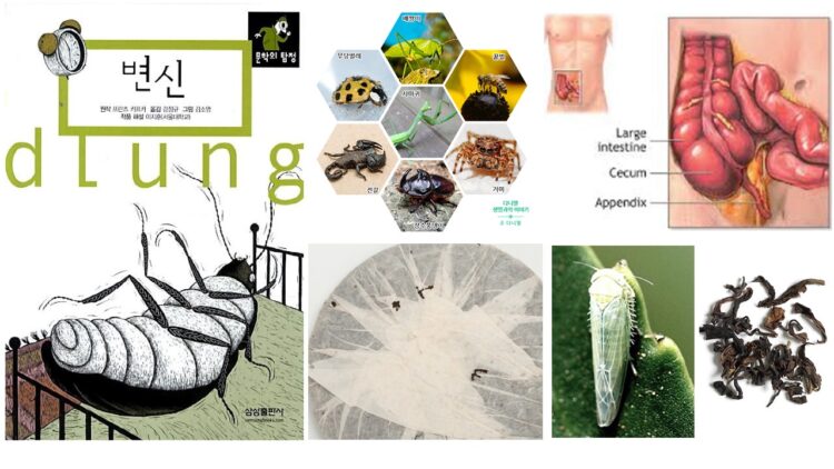 왼쪽 위에서부터 시계방향으로 카프카의 '변신' 소설 표지(삼성출판사),절지동물들 (블로그 - 다니엘 생명과학이야기),충수 (Research Gate),차벌레가 찻잎을 갉아 먹은 부분 (CNN travel),<a href=