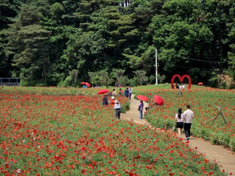 “붉은 양탄자 펼친 듯”…<b>양귀비</b> 꽃물결 따라 걷기 좋은 여행지