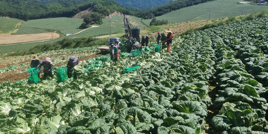 9월4일 국내 최대의 고랭지 채소밭인 강원도 강릉시 왕산면 대기리 안반데기에서 고랭지 배추 출하가 한창이다. &#169;연합뉴스