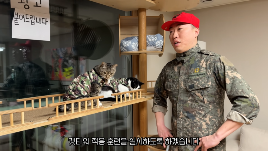 코미디언 송하빈씨가 운영하는 유튜브 채널 언더월드의 한 장면.왼쪽에 고양이 춘봉이와 첨지가 있다.