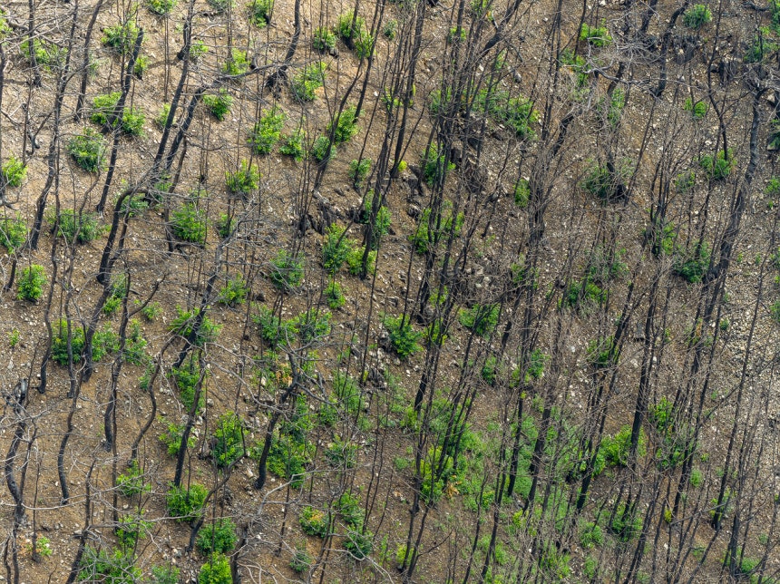 2025년 3월 산불 피해를 입은 경북 의성군 고운사 사찰림에 초록색 맹아가 돋아나기 시작했다. ©그린피스