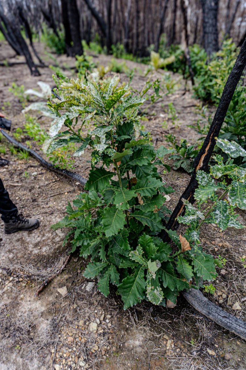신갈나무에서 맹아가 자라난 모습. ©그린피스