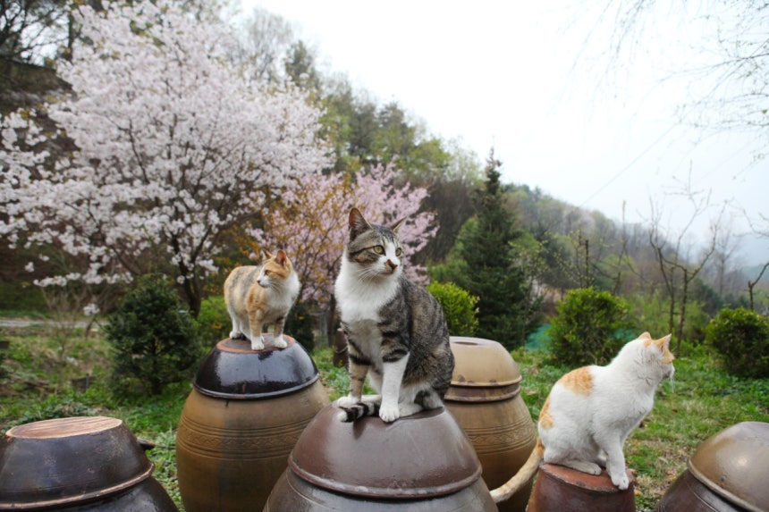 고양이들이 즐겨 머무르는 다래나무집 장독대 옆에 벚꽃이 활짝 피어 있어 운치를 더한다. ©이용한 제공