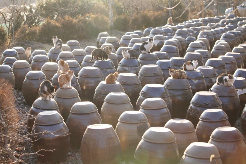 따뜻한 봄이면 고양이들이 장독대 위에 올라가 일광욕을 즐긴다. ©이용한 제공