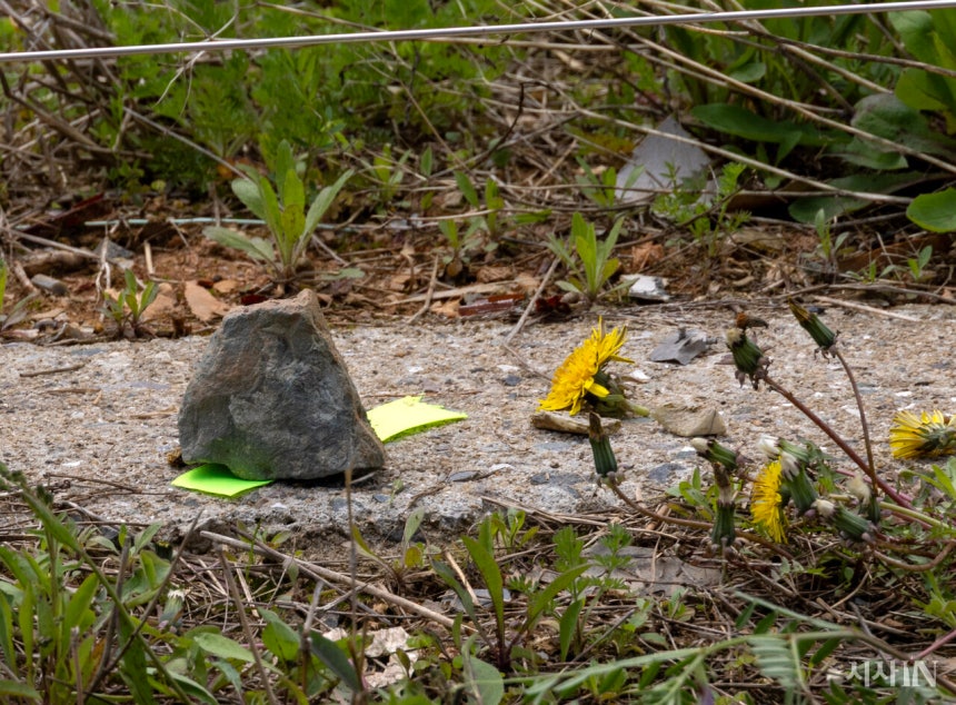 4월13일 오전 무안공항 참사 희생자 유해와 유류품을 찾기 위한 전면 재수색이 시작된 현장에 유가족이 찾아낸, 희생자의 것으로 보이는 유해 조각을 경찰과학수사대 관계자가 민들레꽃과 인식띠로 표시해두었다. ©
