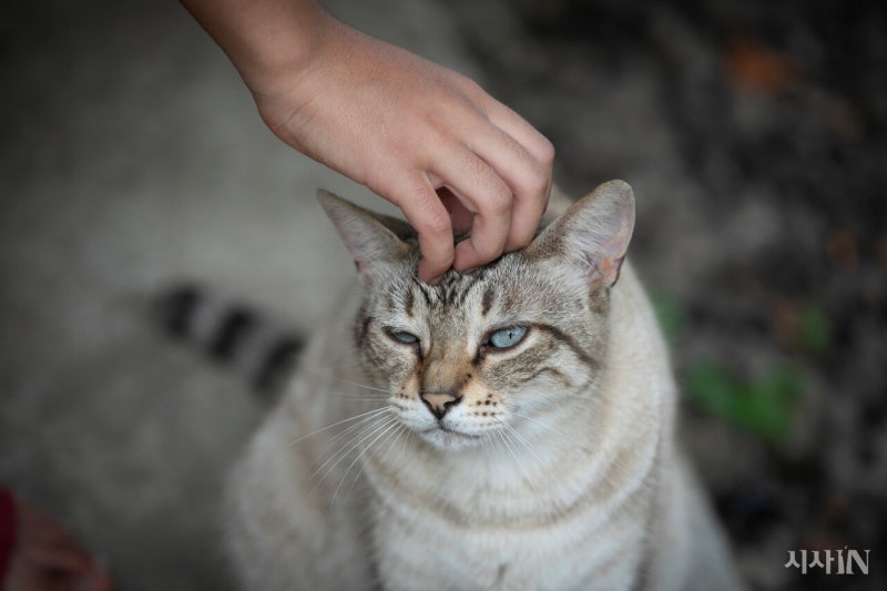 고양이 털을 깎으려는 사람들에게 [임보 일기]
