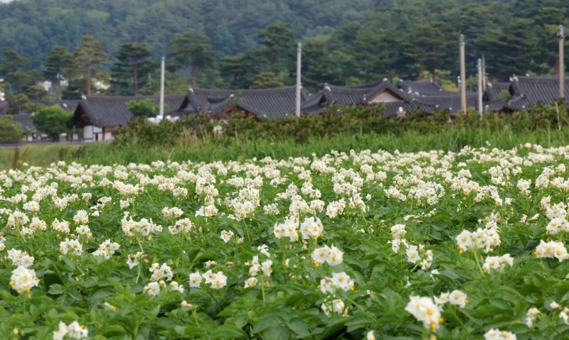 감자꽃 피는 계절마다 부정의는 깊어지네 [전국 인사이드]