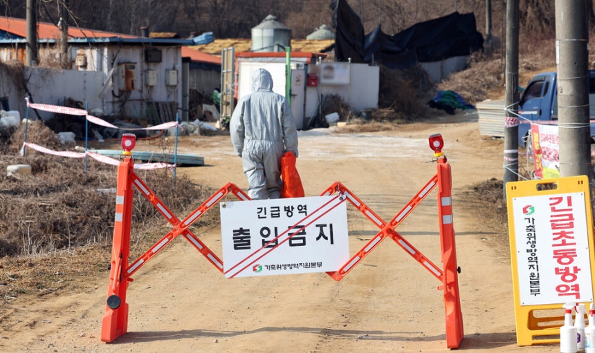20일 아프리카돼지열병(ASF)이 발생한 경기도 평택시 한 돼지농장에서 관계자들이 출입을 통제하고 있다.    </div>

    <div class=