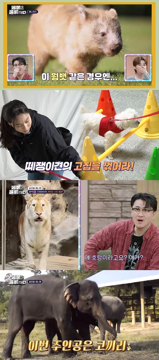 치명적 트월킹 장인 떴다…은지원→데프콘 격한 반응 (동훌륭)
