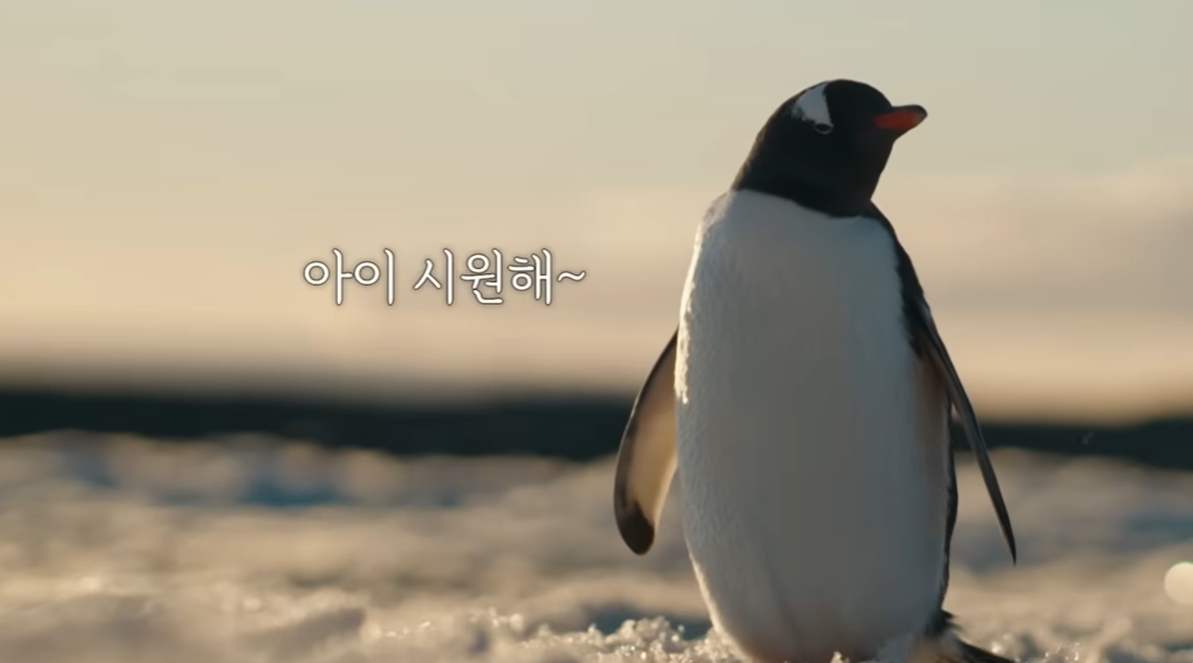 '<b>남극의 셰프</b>' 측, 펭귄 <b>학대</b> 논란 해명…"출연자 아닌 연구원이 접촉"...