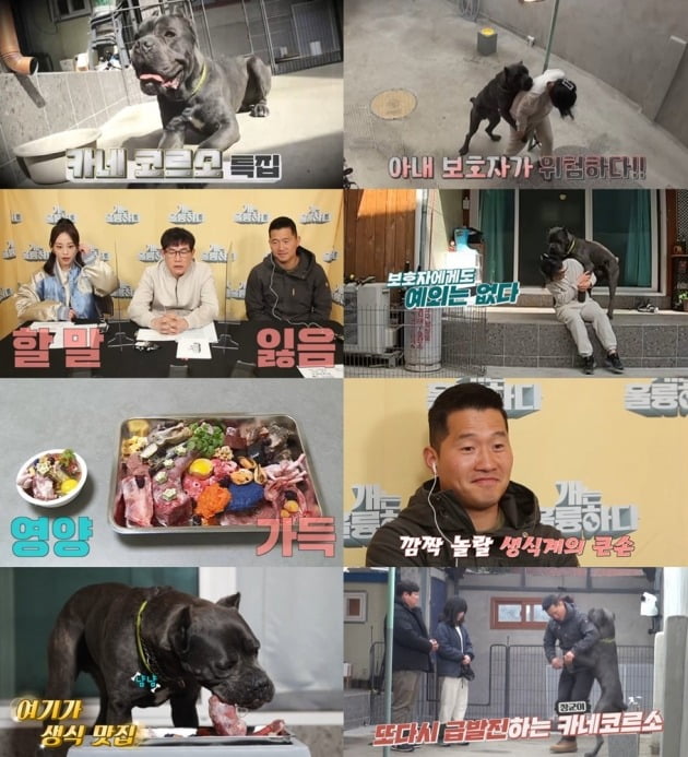 "크게 다칠 수 있어" <b>이경규</b>X허영지, 사람에게 달려드는 카네코르소에 ...