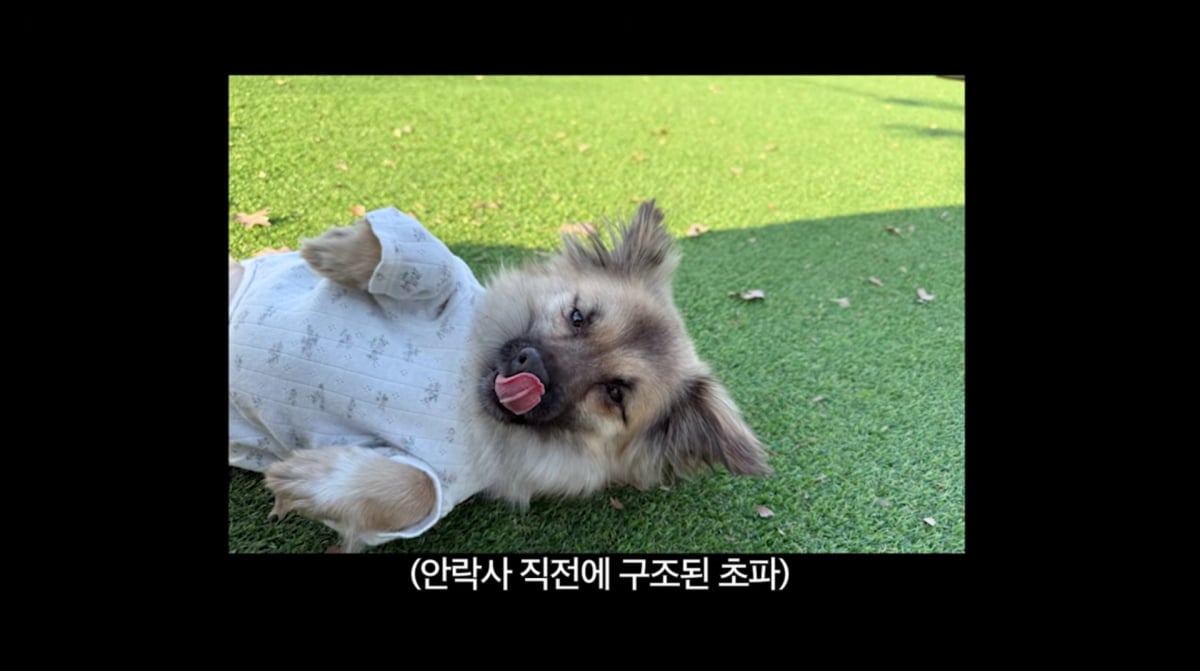 Kwon Sang-woo and Son Tae-young Adopt Rescue Dog That Nearly Didn't Make It