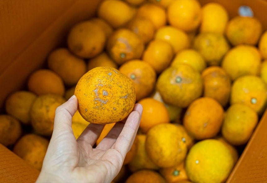 귤을 보관하는 상자의 바닥에는 신문지나 키친타올을 깔아야 한다./사진=클립아트코리아 