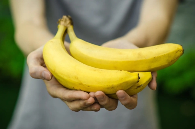 [사이언스카페] 바나나 멸종 막을 유전자품종, 호주서 세계 최초 허가
