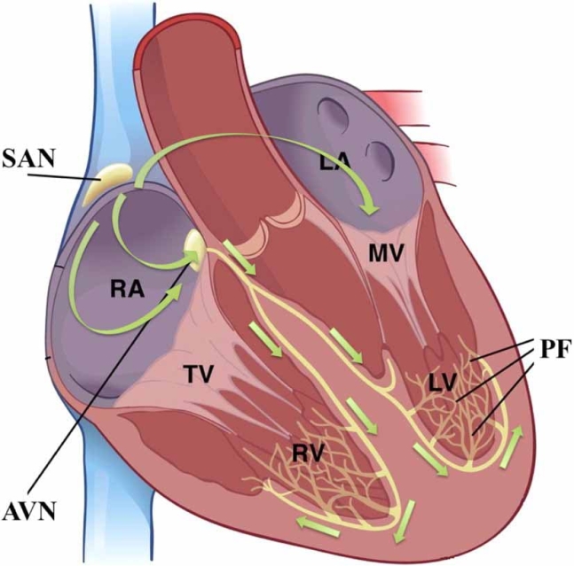 심장의 박동이 조절되는 과정. 동방결절(SAN)에서 시작한 녹색 화살표 순서를 따라 전달되는 신호가 심장의 박동을 결정한다. 전산생물학에서는 이 과정을 수학 방정식으로 표현해 시뮬레이션 모델을 만드는 연구가 진행 중